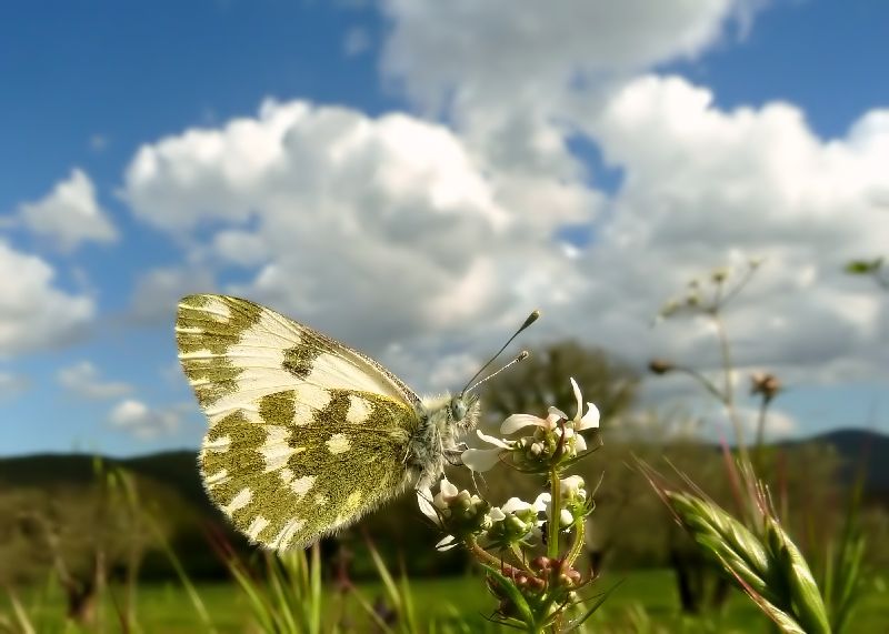 Le Farfalle di Aprile